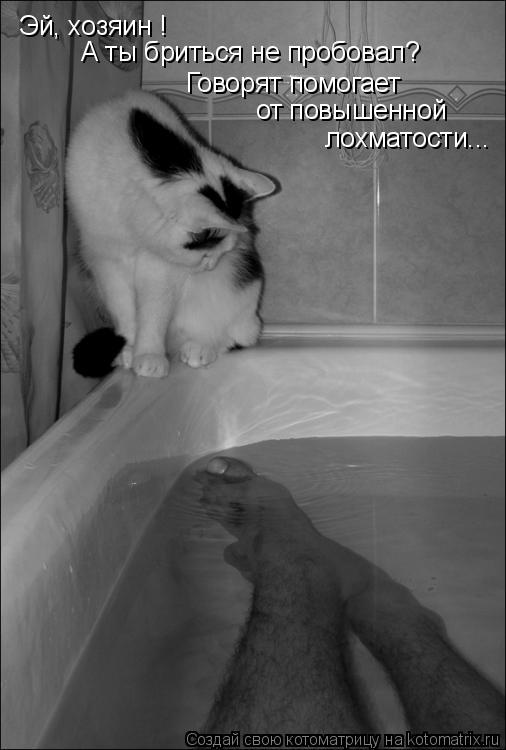 Эй, хозяин ! А ты бриться не пробовал? Говорят помогает от повышенной лохматости...... Котоматрица: Эй, хозяин ! А ты бриться не пробовал? Говорят помогает от повышенной лохматости...