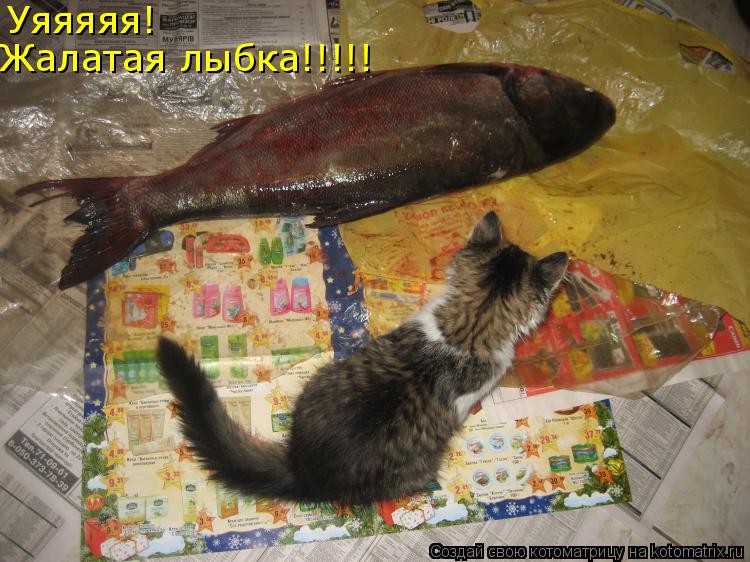Уяяяяя! Жалатая лыбка!!!!!... Котоматрица: Уяяяяя! Жалатая лыбка!!!!!