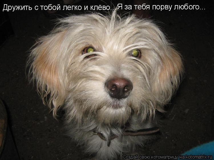Дружить с тобой легко и клёво... Я за тебя порву любого...... Котоматрица: Дружить с тобой легко и клёво... Я за тебя порву любого...