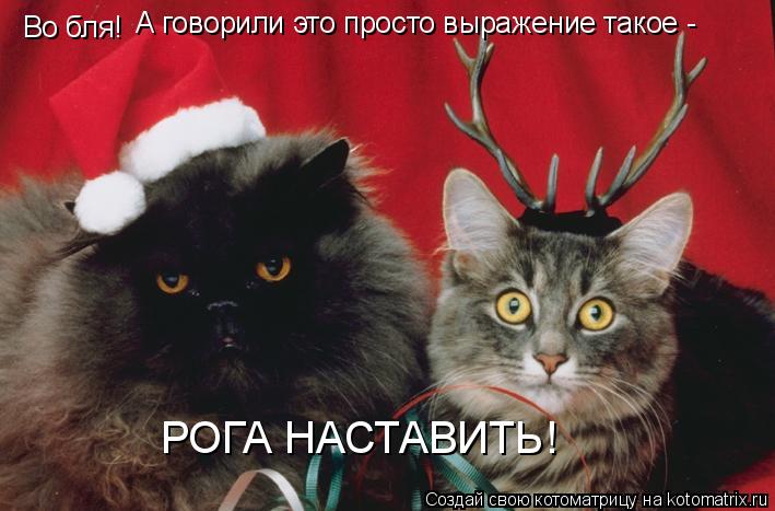 Во бля! А говорили это просто выражение такое - РОГА НАСТАВИТЬ!... Котоматрица: Во бля! А говорили это просто выражение такое - РОГА НАСТАВИТЬ!