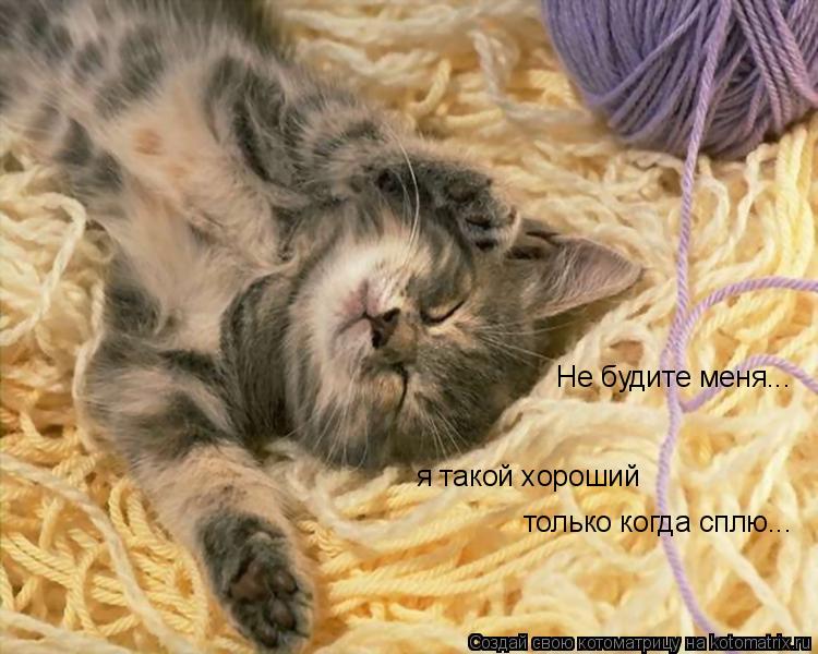 Не будите меня... я такой хороший только когда сплю...... Котоматрица: Не будите меня... я такой хороший только когда сплю...