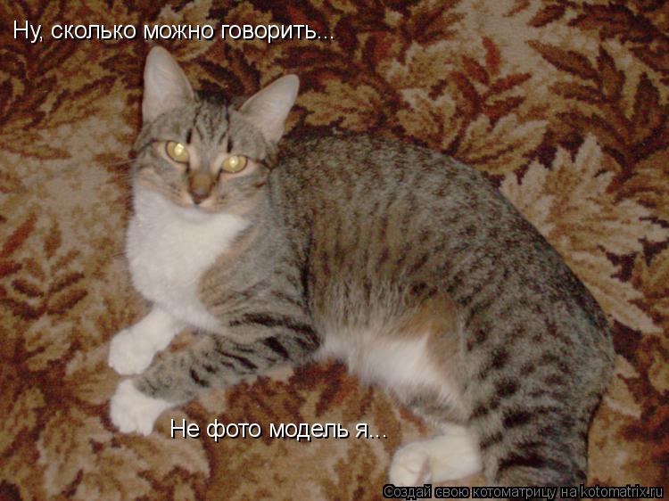 Ну, сколько можно говорить... Не фото модель я...... Котоматрица: Ну, сколько можно говорить... Не фото модель я...
