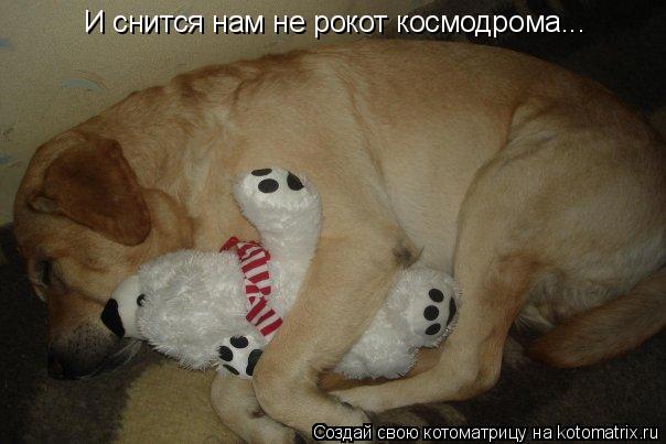 И снится нам не рокот космодрома...... Котоматрица: И снится нам не рокот космодрома...