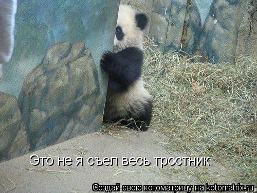 Котоматрица: Это не я съел весь тростник