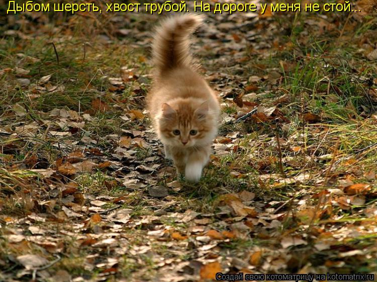 Котоматрица: Дыбом шерсть, хвост трубой. На дороге у меня не стой...