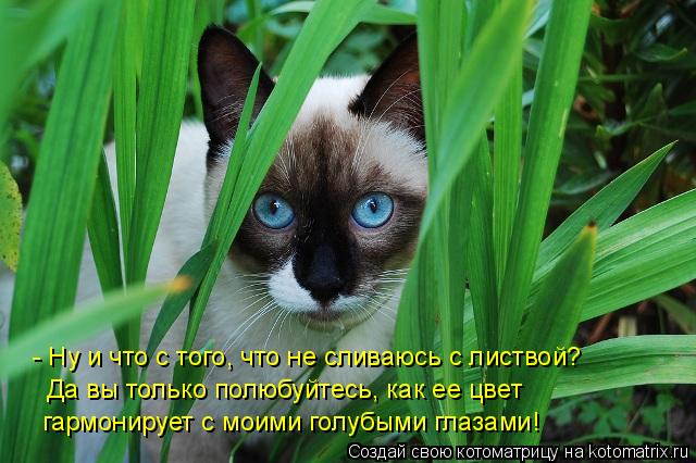 - Ну и что с того, что не сливаюсь с листвой? Да вы только полюбуйтесь, как ее цвет гармонирует с мои... Котоматрица: - Ну и что с того, что не сливаюсь с листвой? Да вы только полюбуйтесь, как ее цвет гармонирует с моими голубыми глазами!