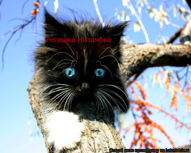 Котоматрица: Регишка Низамова