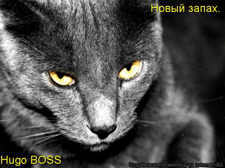 Hugo BOSS Новый запах.... Котоматрица: Hugo BOSS Новый запах.