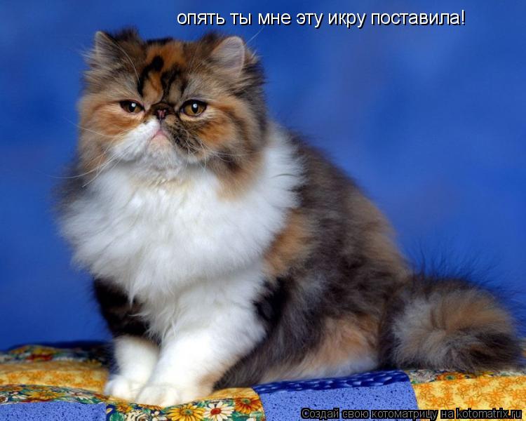 опять ты мне эту икру поставила!... Котоматрица: опять ты мне эту икру поставила!