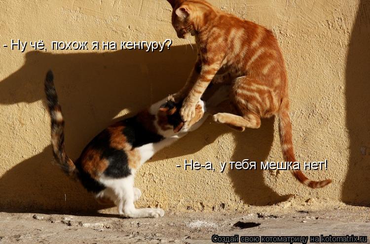 - Ну чё, похож я на кенгуру? - Не-а, у тебя мешка нет!... Котоматрица: - Ну чё, похож я на кенгуру? - Не-а, у тебя мешка нет!