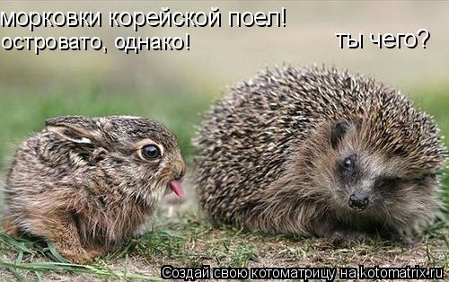ты чего? морковки корейской поел! морковки корейской поел! островато, однако!... Котоматрица: ты чего? морковки корейской поел! морковки корейской поел! островато, однако!