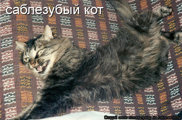 Котоматрица: саблезубый кот