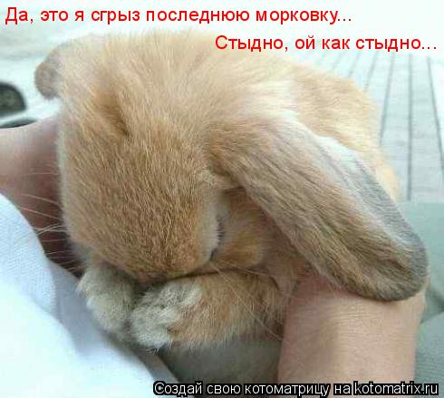 Да, это я сгрыз последнюю морковку... Стыдно, ой как стыдно...... Котоматрица: Да, это я сгрыз последнюю морковку... Стыдно, ой как стыдно...