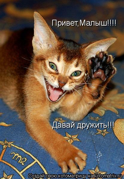 Привет,Малыш!!!! Давай дружить!!!... Котоматрица: Привет,Малыш!!!! Давай дружить!!!
