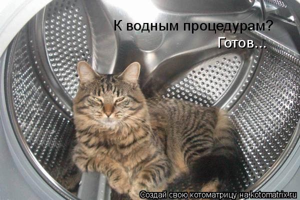 К водным процедурам? Готов...... Котоматрица: К водным процедурам? Готов...