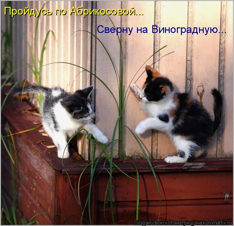 Пройдусь по Абрикосовой... Сверну на Виноградную...... Котоматрица: Пройдусь по Абрикосовой... Сверну на Виноградную...