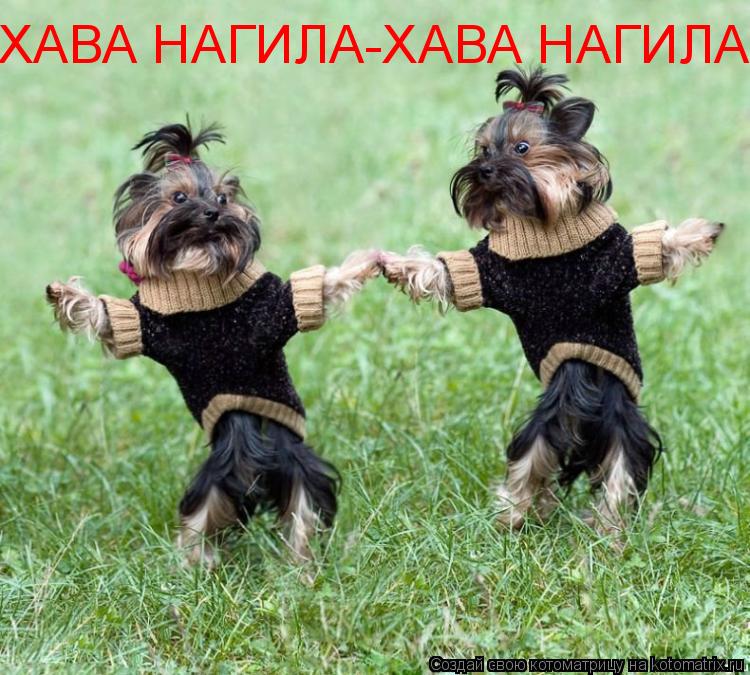 ХАВА НАГИЛА-ХАВА НАГИЛА... Котоматрица: ХАВА НАГИЛА-ХАВА НАГИЛА