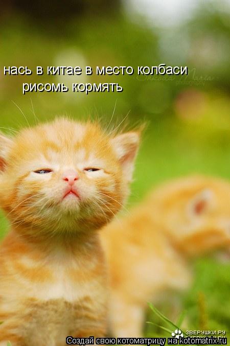 нась в китае в место колбаси рисомь кормять... Котоматрица: нась в китае в место колбаси рисомь кормять