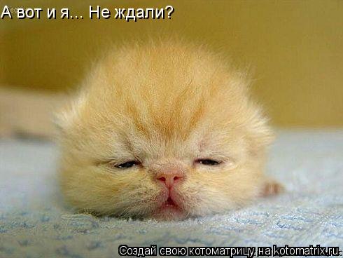 А вот и я... Не ждали?... Котоматрица: А вот и я... Не ждали?
