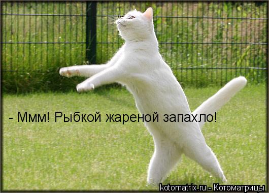 - Ммм! Рыбкой жареной запахло!... Котоматрица: - Ммм! Рыбкой жареной запахло!