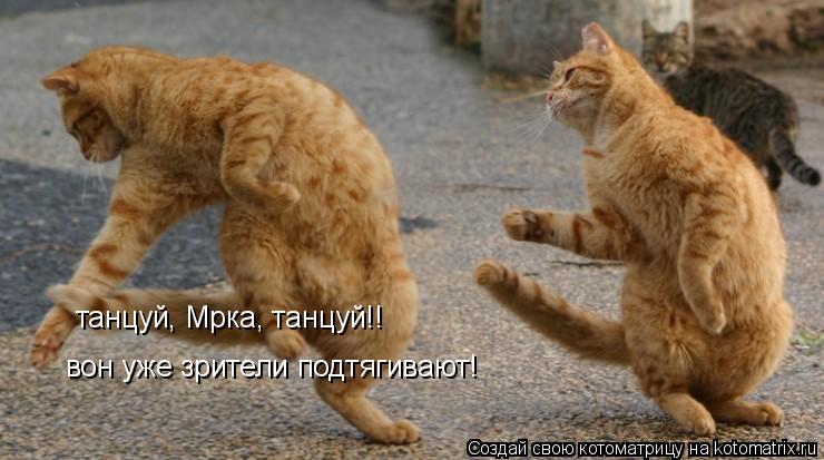 танцуй, Мрка, танцуй!! вон уже зрители подтягивают!... Котоматрица: танцуй, Мрка, танцуй!! вон уже зрители подтягивают!