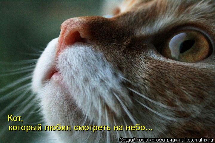 Котоматрица: Кот, который любил смотреть на небо...