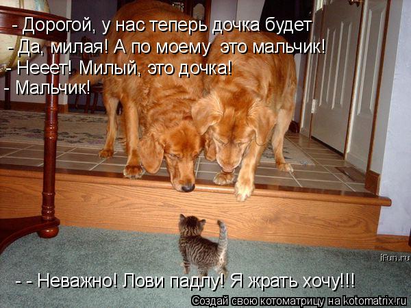 - Дорогой, у нас теперь дочка будет - Да, милая! А по моему это мальчик! - Нееет! Милый, это дочка! ... Котоматрица: - Дорогой, у нас теперь дочка будет - Да, милая! А по моему это мальчик! - Нееет! Милый, это дочка! - Мальчик! - - Неважно! Лови падлу! Я жрать хочу!