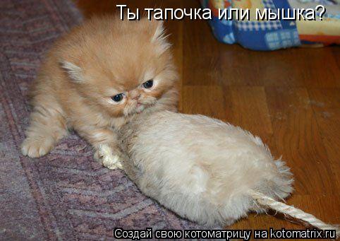 Ты тапочка или мышка?... Котоматрица: Ты тапочка или мышка?