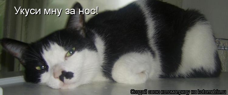 Укуси мну за нос!... Котоматрица: Укуси мну за нос!