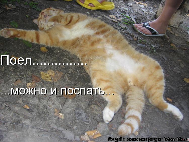 Поел............... ...можно и поспать...... Котоматрица: Поел............... ...можно и поспать...
