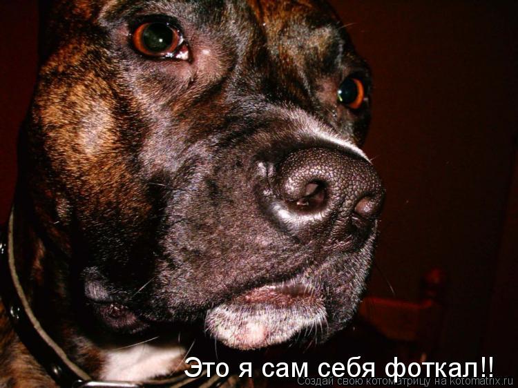 Это я сам себя фоткал!!... Котоматрица: Это я сам себя фоткал!!
