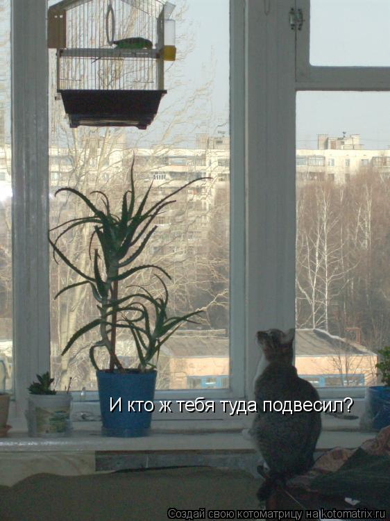 И кто ж тебя туда подвесил?... Котоматрица: И кто ж тебя туда подвесил?