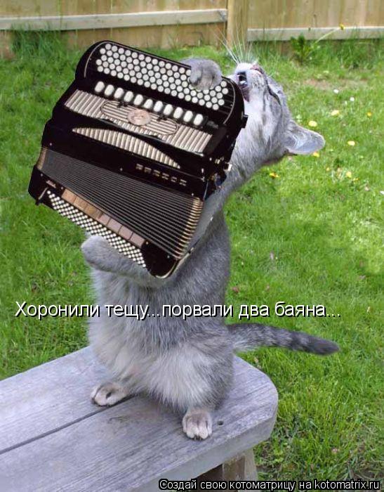 Хоронили тещу...порвали два баяна...... Котоматрица: Хоронили тещу...порвали два баяна...