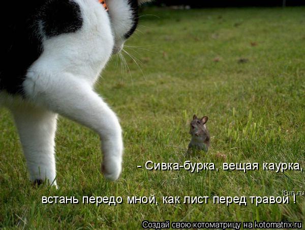 - Сивка-бурка, вещая каурка, встань передо мной, как лист перед травой !... Котоматрица: - Сивка-бурка, вещая каурка, встань передо мной, как лист перед травой !