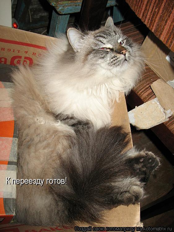 Котоматрица: К переезду готов!