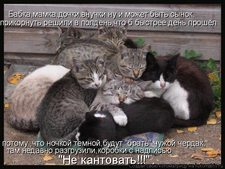 Бабка,мамка,дочки,внучки ну и может быть сынок, прикорнуть решили в полдень,что б быстрее день прошёл... Котоматрица: Бабка,мамка,дочки,внучки ну и может быть сынок, прикорнуть решили в полдень,что б быстрее день прошёл потому ,что ночкой темной,будут "брать"