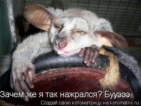 Котоматрица: Зачем же я так нажрался? Бууэээ