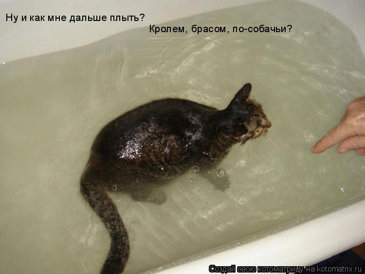 Ну и как мне дальше плыть? Кролем, брасом, по-собачьи?... Котоматрица: Ну и как мне дальше плыть? Кролем, брасом, по-собачьи?