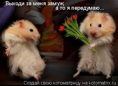 Выходи за меня замуж, а то я передумаю...... Котоматрица: Выходи за меня замуж, а то я передумаю...
