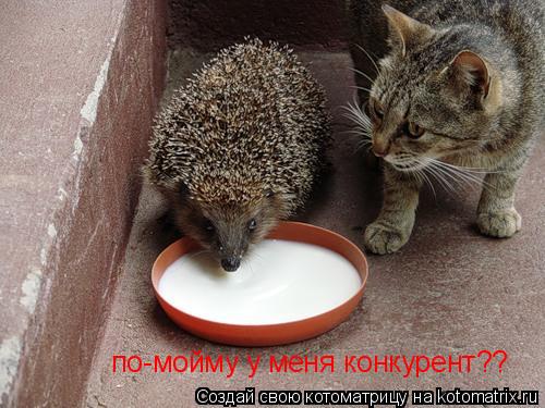 по-мойму у меня конкурент??... Котоматрица: по-мойму у меня конкурент??