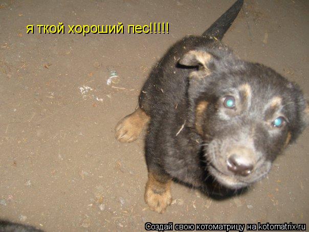 я ткой хороший пес!!!!!... Котоматрица: я ткой хороший пес!!!!!