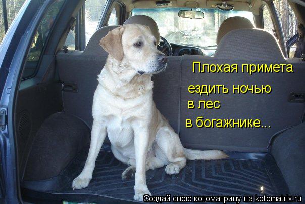 Плохая примета ездить ночью в лес в богажнике...... Котоматрица: Плохая примета ездить ночью в лес в богажнике...