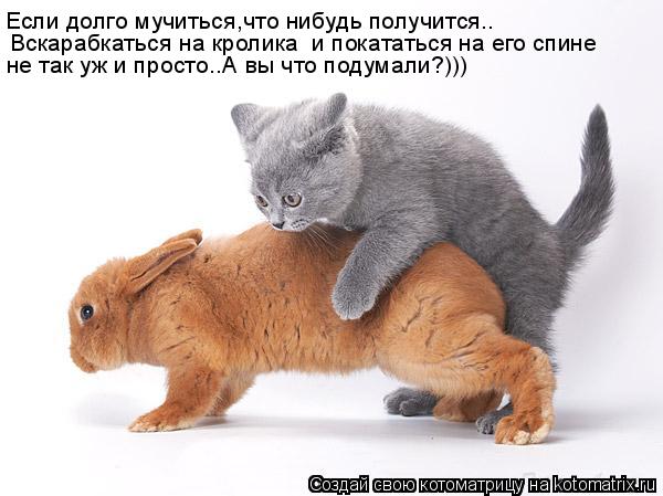 Если долго мучиться,что нибудь получится.. Вскарабкаться на кролика и покататься на его спине не так... Котоматрица: Если долго мучиться,что нибудь получится.. Вскарабкаться на кролика и покататься на его спине не так уж и просто..А вы что подумали?)))