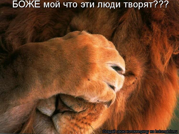БОЖЕ мой что эти люди творят???... Котоматрица: БОЖЕ мой что эти люди творят???