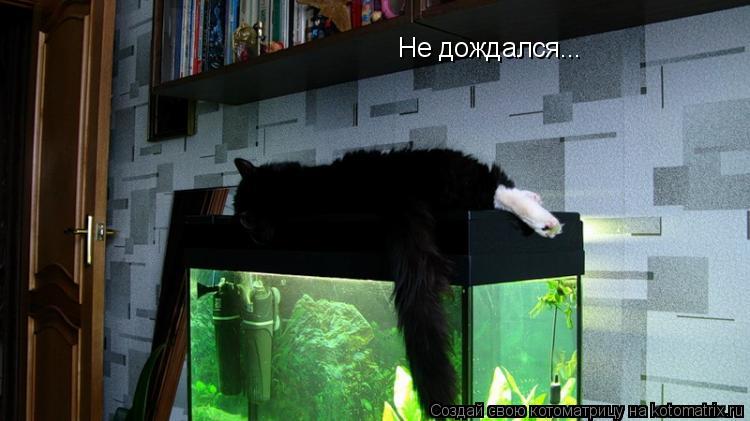 Не дождался...... Котоматрица: Не дождался...