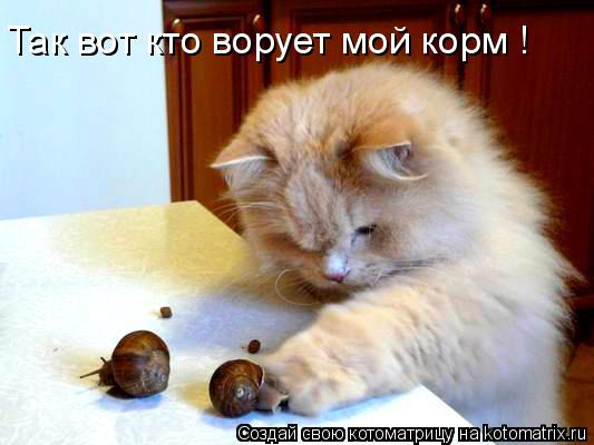 Так вот кто ворует мой корм !... Котоматрица: Так вот кто ворует мой корм !
