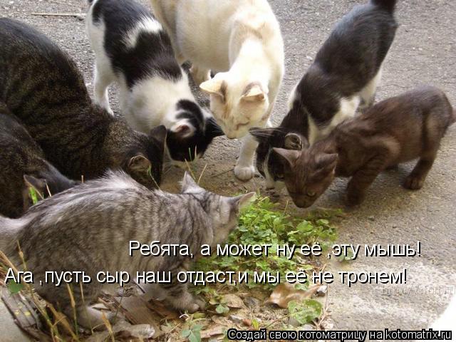Ребята, а может ну её ,эту мышь! Ага ,пусть сыр наш отдаст,и мы её не тронем!... Котоматрица: Ребята, а может ну её ,эту мышь! Ага ,пусть сыр наш отдаст,и мы её не тронем!