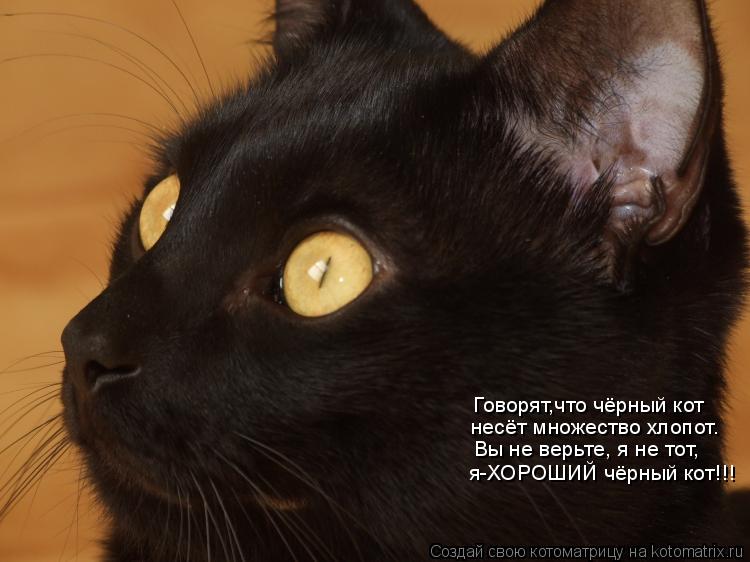 Котоматрица: Говорят,что чёрный кот несёт множество хлопот. Вы не верьте, я не тот, я-ХОРОШИЙ чёрный кот!!!
