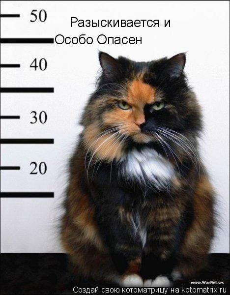 Разыскивается и Особо Опасен... Котоматрица: Разыскивается и Особо Опасен