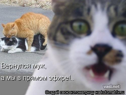 Вернулся муж, а мы в прямом эфире!..... Котоматрица: Вернулся муж, а мы в прямом эфире!..